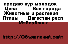 продаю кур молодок. › Цена ­ 320 - Все города Животные и растения » Птицы   . Дагестан респ.,Избербаш г.